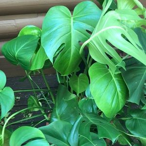 Meet your Posher, Perri